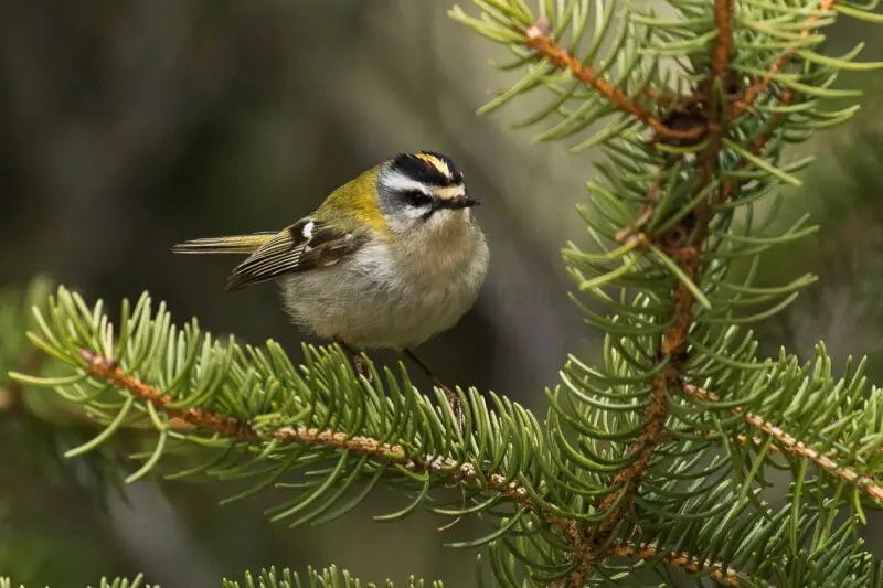 Firecrest - Aosta Valley - Italy_MG_2660