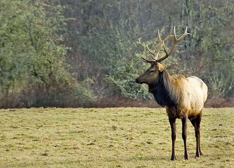 A Roosevelt bull elk keeps watch over his herd at the Jewell Meadows Wildlife Area.