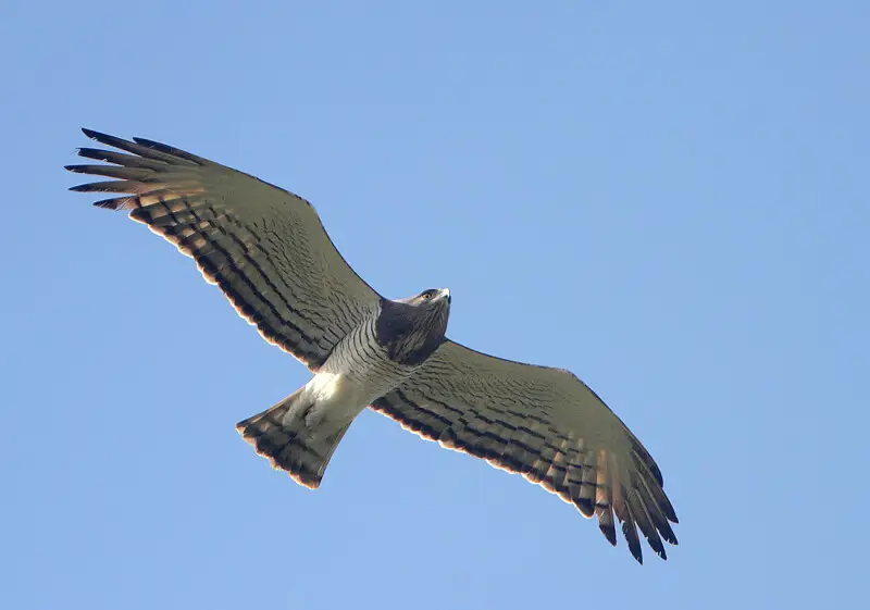 Image taken at Makasutu, The Gambia (as it overflew the swimming pool!).

The symmetrical clean "pencilled" wing-linings and neat thin ventral barring separate this species from Short-toed Eagle.