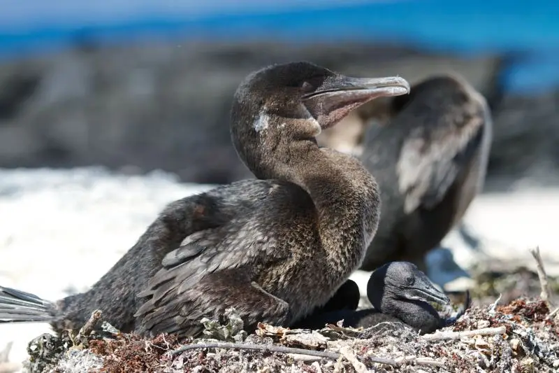 Flightless Cormorant