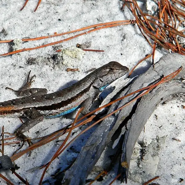 A young Florida Scrub Lizard took time out from scurrying around to show me his awesome blue belly. They are endemic to Florida and, unfortunately, threatened due to habitat loss. The scrub they live in occurs only on ancient dunes and ridges....also a pr