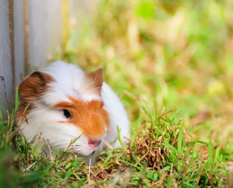 Fluffball