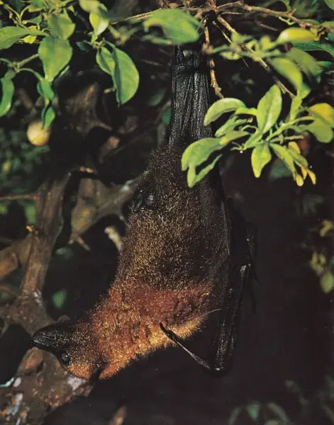 Flying fox (Pteropus seychellensis), Seychelles