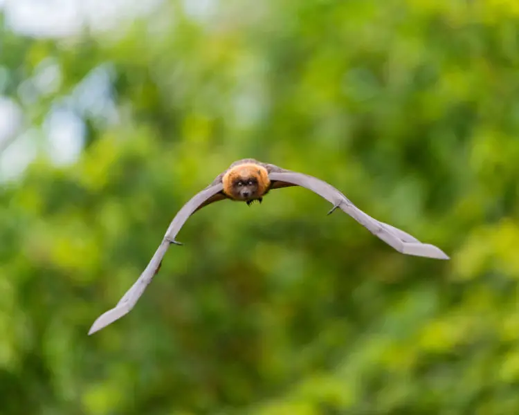 Flying fruit bat III