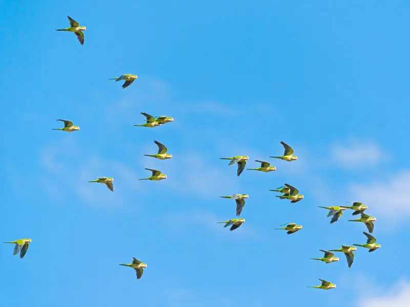 Flying parakeets