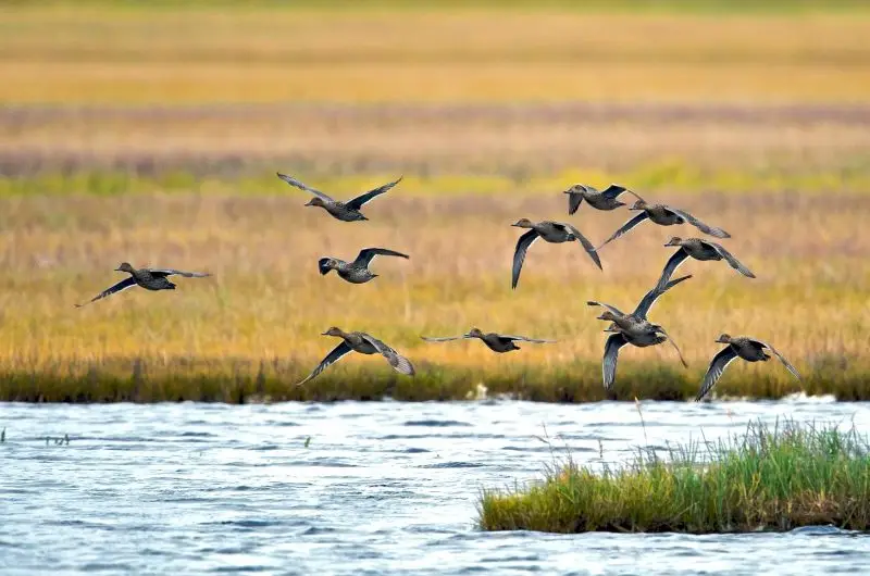 Flying Pintails