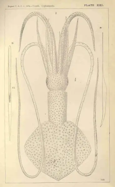 Verhill, A. E. (1882)       Report on the Cephalopods of the Northeastern Coast of America, Report of the Commissioner (United States Commission of Fish and Fisheries), 1879, Washington, DC&#58; &#32;Government Printing Office