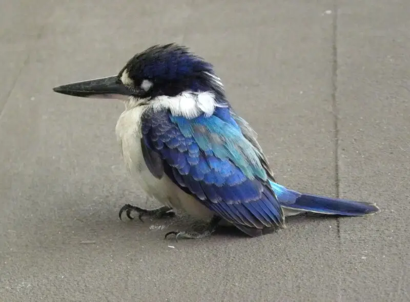 Forest Kingfisher (Todiramphus macleayii) photographed in Gladstone, Central Queensland, Australia