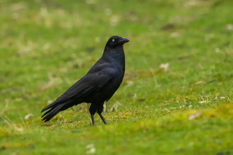 Forest Raven - Tasmania_S4E6196