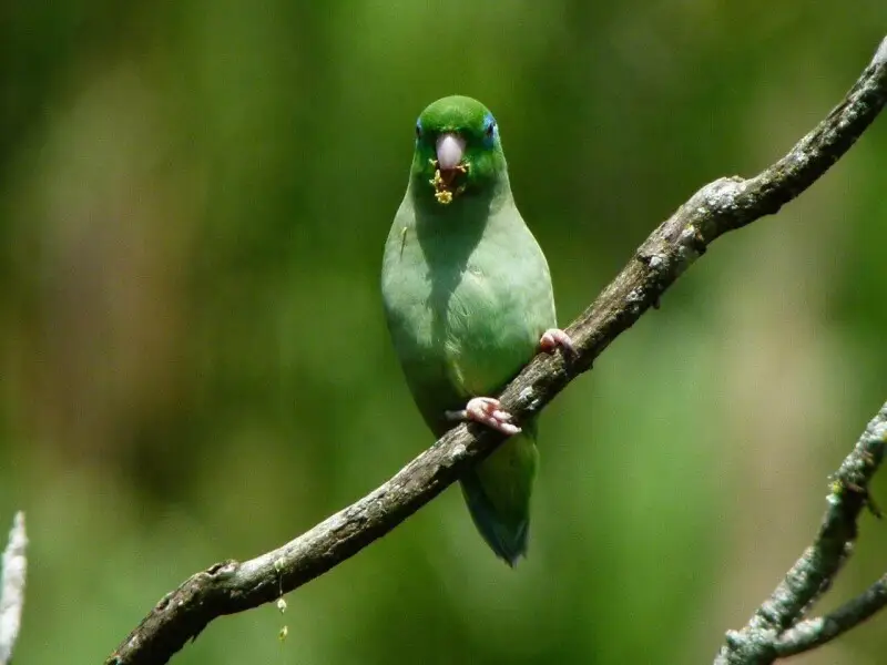A male Spectacled Parrotlet in Manizales, Caldas, Colombia.