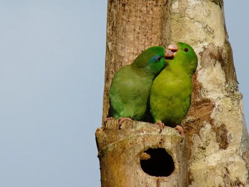 A pair of Spectacled Parrotlets in Manizales, Caldas, Colombia.