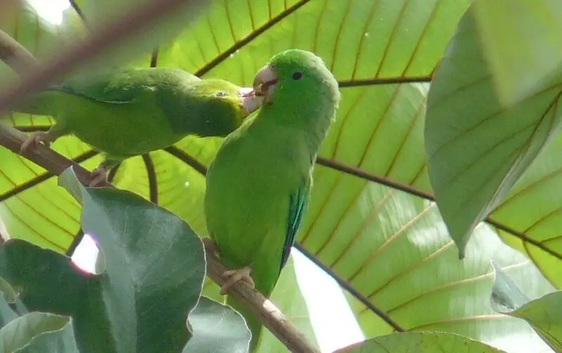Green-rumped Parrotlet, (Forpus passerinus), a pair, male (right) and female (left), in Venezuela