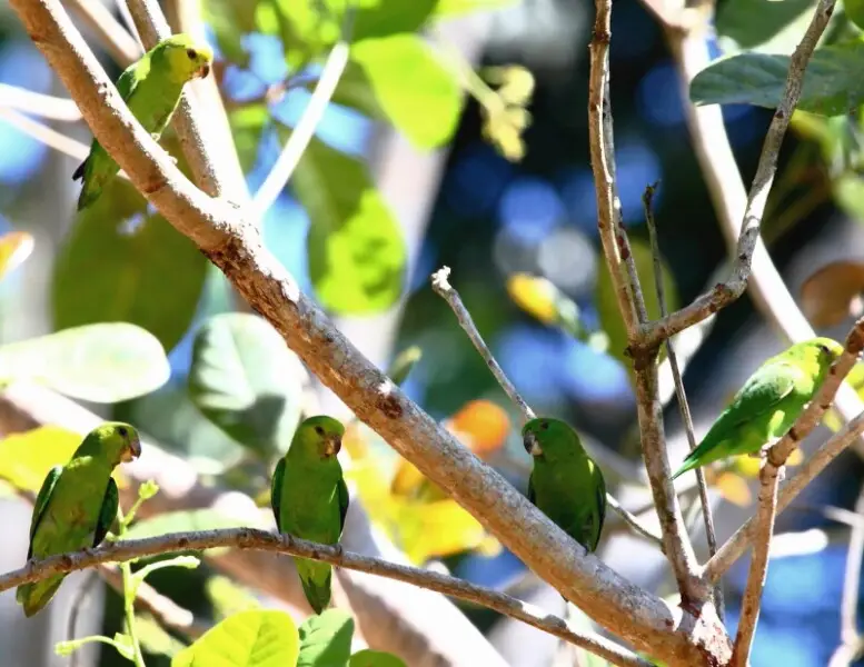 Dusky-billed Parrotlet at Alta Floresta - MT - Brazil