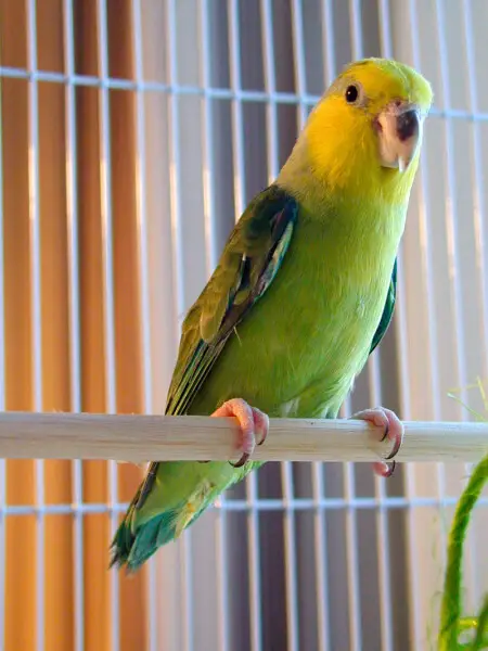 An adult male Yellow-faced Parrotlet photographed at the 2002 AFA convention in Tampa, Florida, USA.