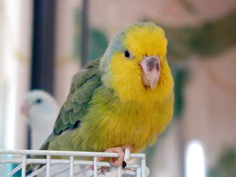 An adult male Yellow-faced Parrotlet perching on the top of its cage.