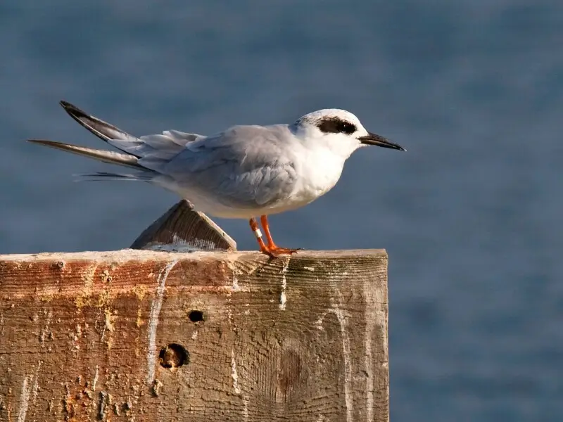 Forster's Tern (Sterna forsteri) on a sign post at Bolsa Chica Conservancy in Huntington Beach, California.