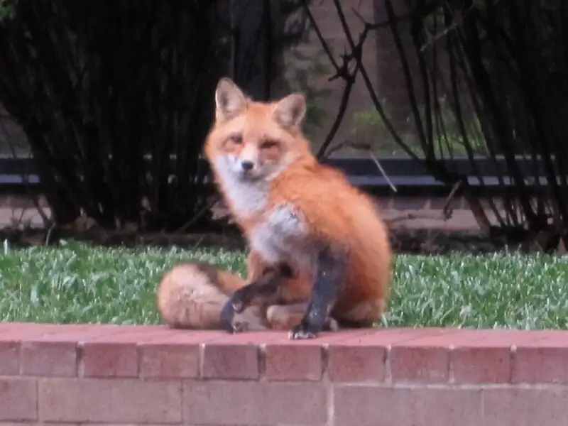 A fox on the FedEx property on Airways Boulevard in Memphis, Tennessee