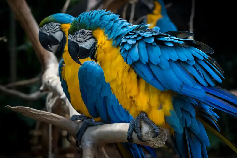 Foz do Iguaçú - Parque das Aves / Foz do Iguaçu - Bird's Park - Arara-Canindé (Ara Ararauna) / Blue-and-yellow macaw or Blue-and-gold Macaw