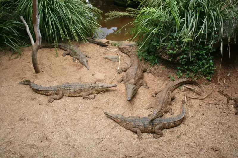 Freshwater crocodiles
