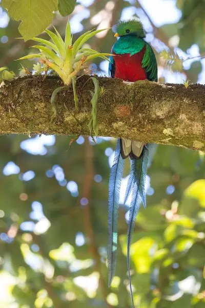 Resplendent Quetzal photo