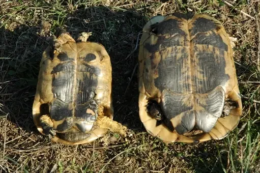Tunisian tortoise