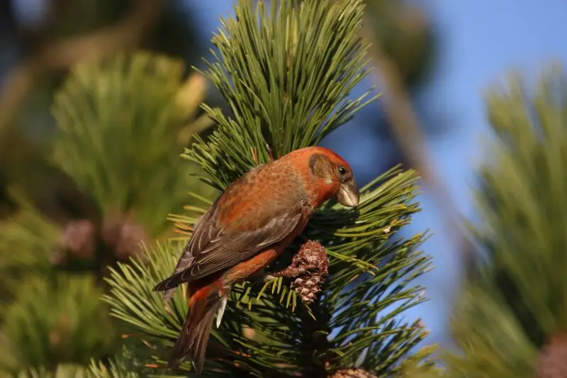 Parrot Crossbill male. Photo taken on Lista, Norway
