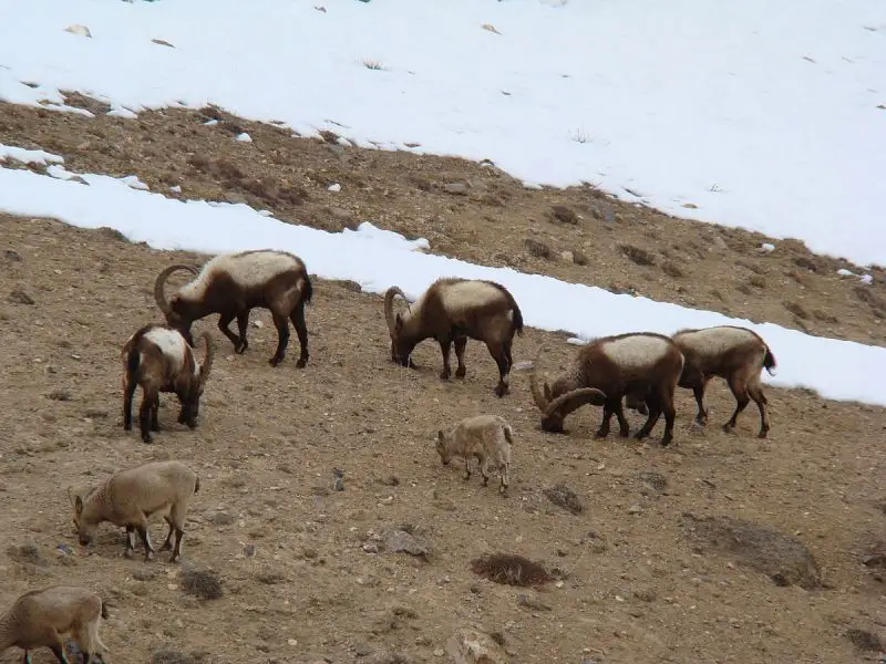 Siberian Ibex photo