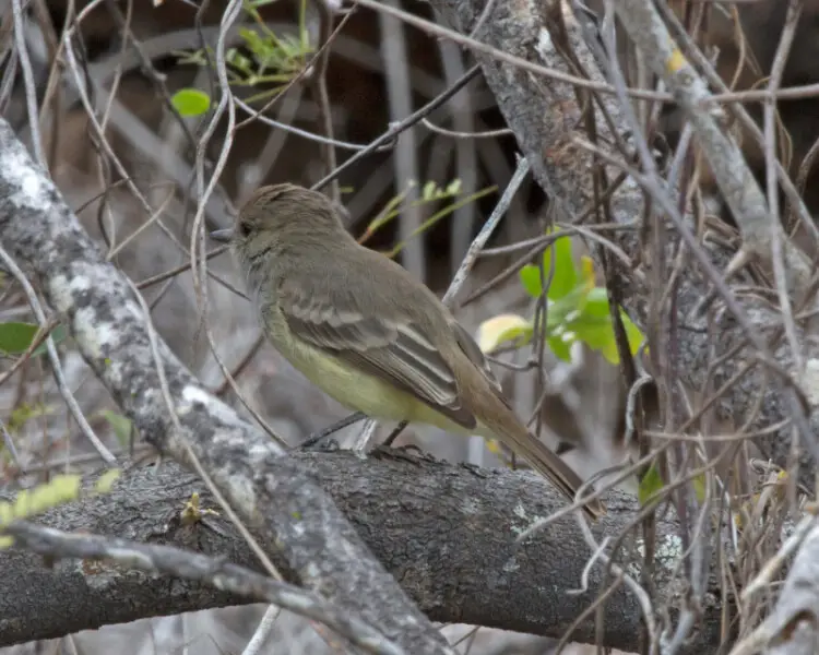 Galapagos Flycatcher 
Myiarchus magnirostris
6th. August 2014
Floreana, Galapagos

PM0A2831