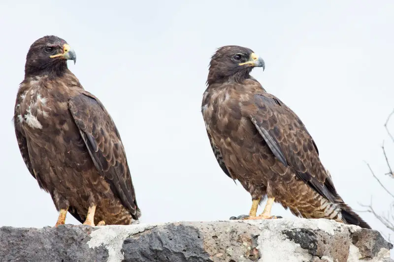 Galapagos hawks - pair