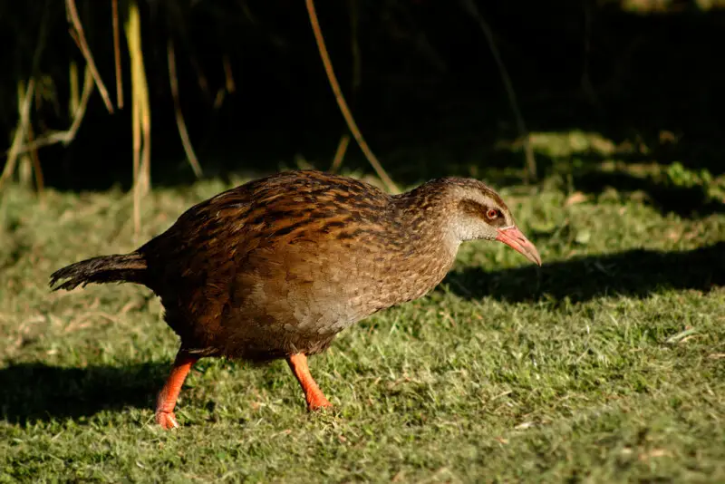Gallirallus australis The Weka is an endemic bird of New Zealand. It is a flightless member of the rail family and is commonly called a woodhen. Weka populations are subject to large fluctuations. Populations increase during favourable conditions and decl