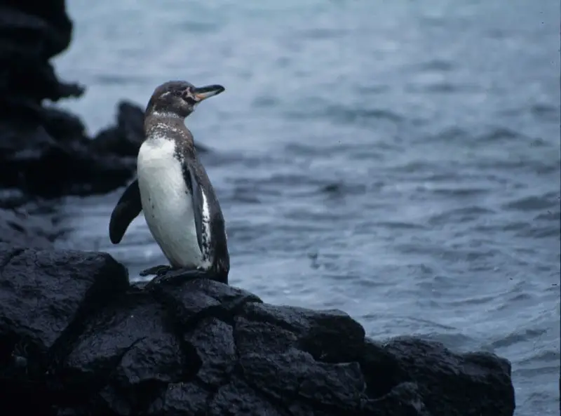 Galápagos Penguin (Spheniscus mendiculus), Galápagos Islands, Ecuador