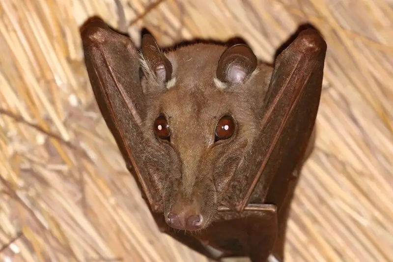 Gambian epauletted fruit bat (Epomophorus gambianus), Gambia