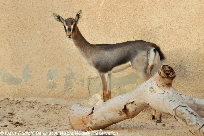 Gazella erlangeri