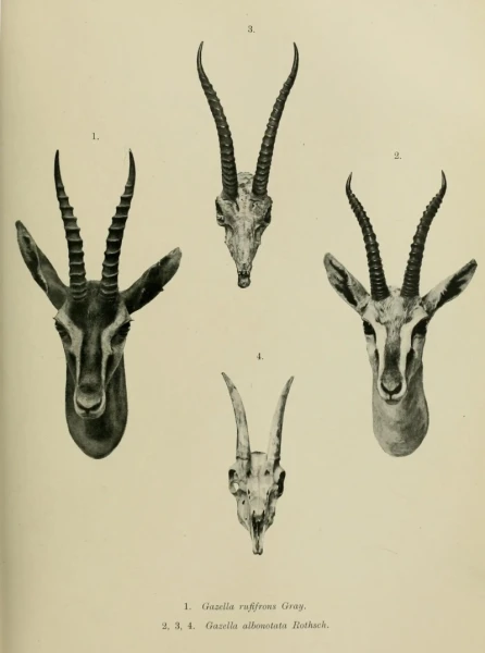 Mongalla gazelle