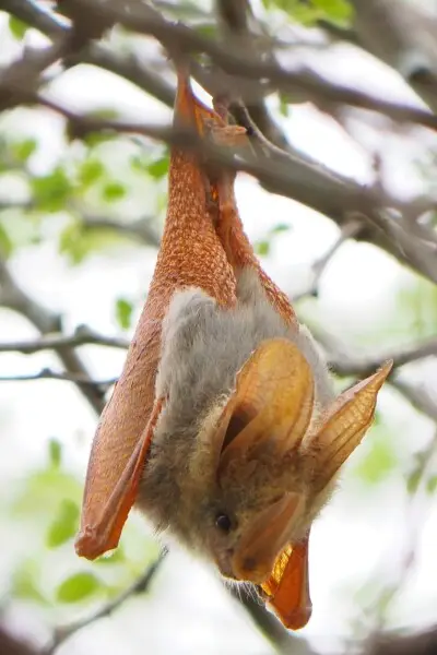 Yellow-winged bat - Facts, Diet, Habitat & Pictures on Animalia.bio