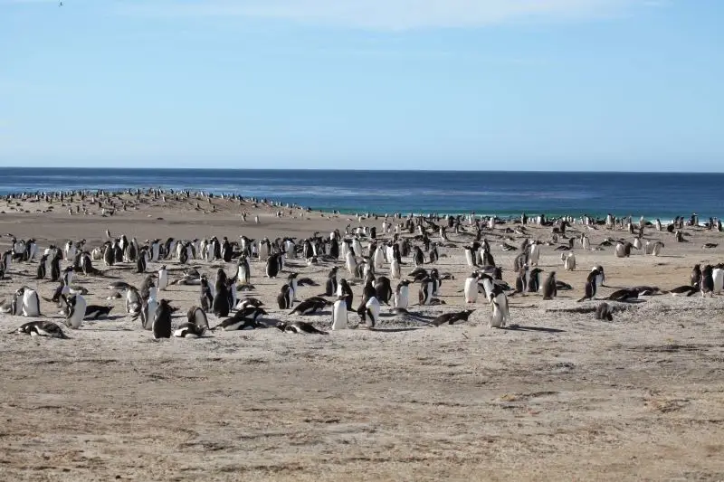 Gentoo Penguins on Saunders Island