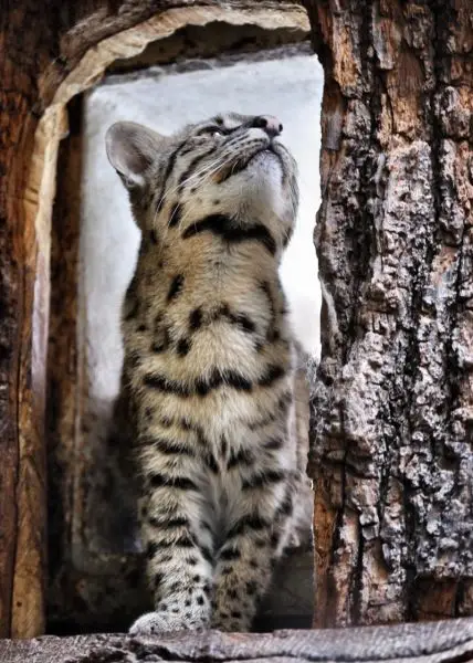 Geoffroy's Cat (Leopardus geoffroyi)