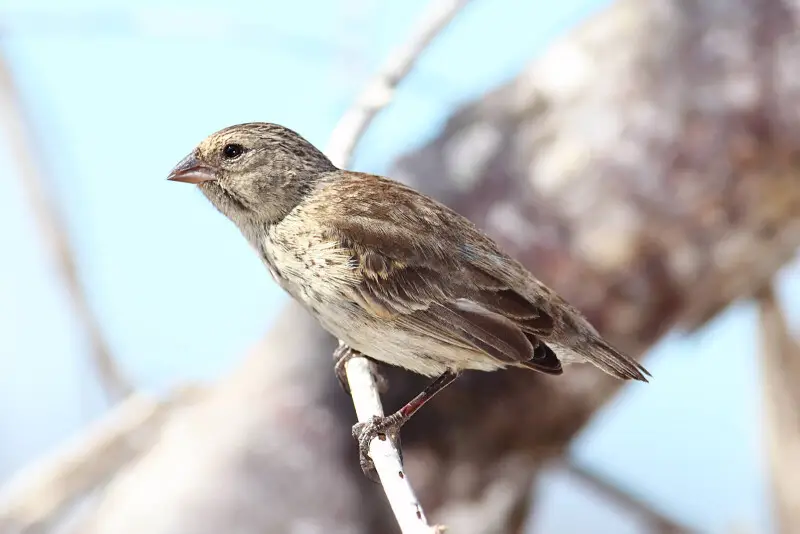 A Small Ground Finch (Geospiza fuliginosa) on Floreana Island in the Galapagos.