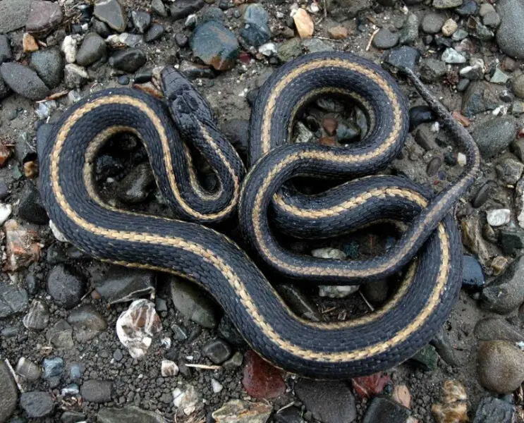 A garter snake (Thamnophis gigas)