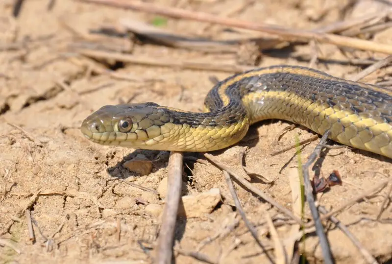 Listed as a threatened species, the giant garter snake is one of the largest garter snakes at approximately 64 inches long. They are found on agricultural wetlands and other waterways in California's Central Valley. This picture was taken on April 19, 201