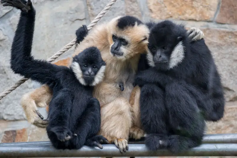 Gibbon Family Portrait