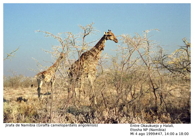 Girafa de Namibia (Giraffa camelopardalis angolensis) pocos kil?metros al oeste de Halili Camp (Etosha NP)