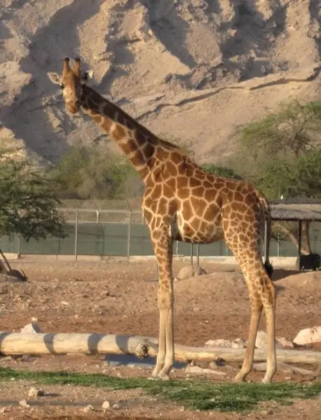 Nubian giraffe (Giraffa camelopardalis camelopardalis) at Al Ain Zoo, UAE