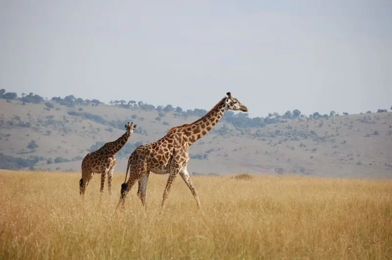 Giraffes - Masai Mara