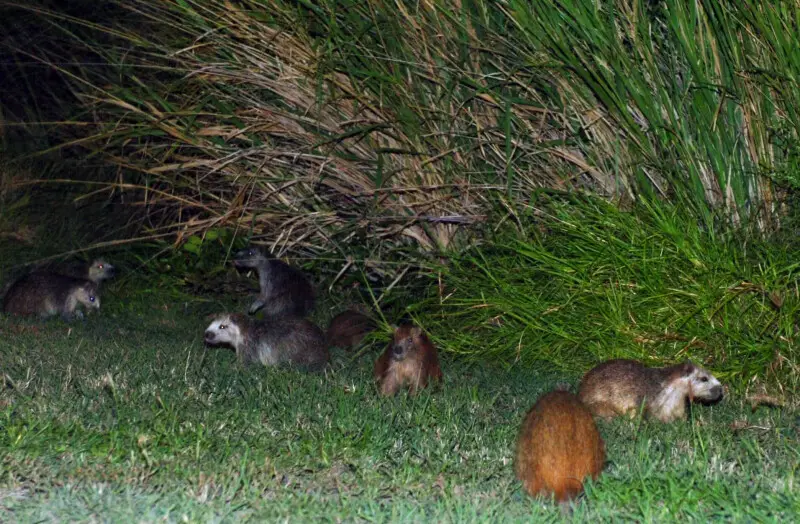 A family group of Hutia, commonly referred to as 'banana rats' by Joint Task Force Guantanamo troopers, forage for food on the side of the road at Camp America, Aug. 5, 2008. Through a partnership with the Toledo Zoo, scientists here are working to unders