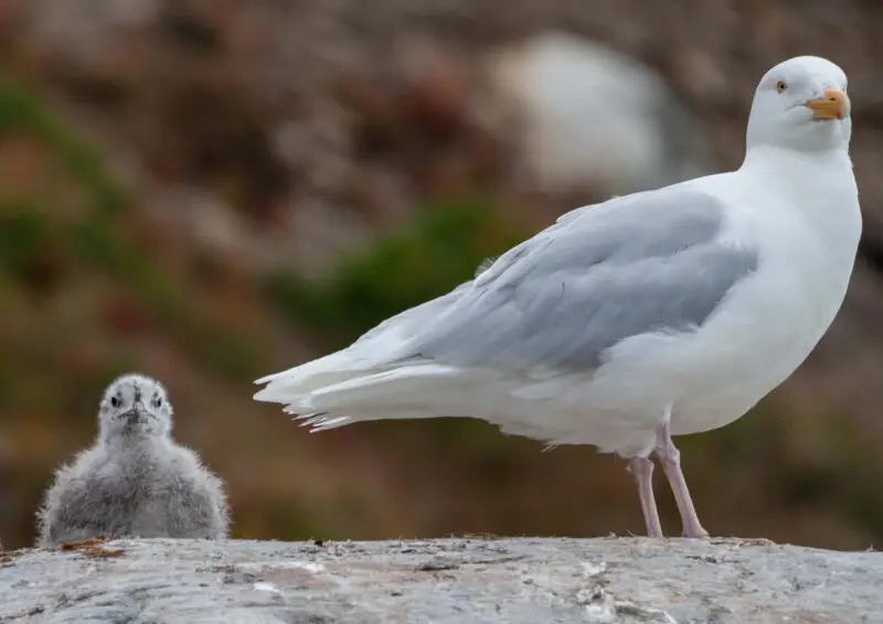 Glaucus gulls (Larus hyperboreus) are the biggest gull species on Svalbard; they usually take over the functions of raptors in this region. Some thousand bird couples are breeding on the archipelago in summer. Here an adult bird is shown with a hatchling