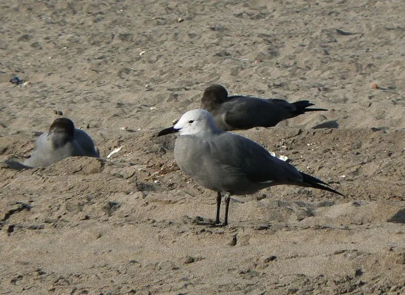 Leucophaeus modestus (Grey Gull / Go?land gris / Gaviota Garuma). La Serena, Chile.
