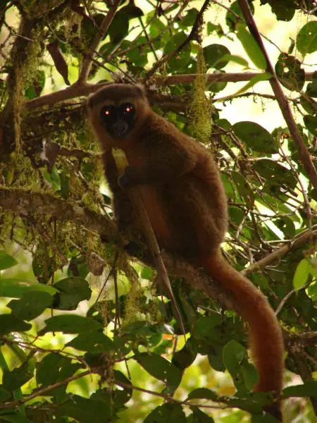 Golden Bamboo Lemur, Ranomafana National Park