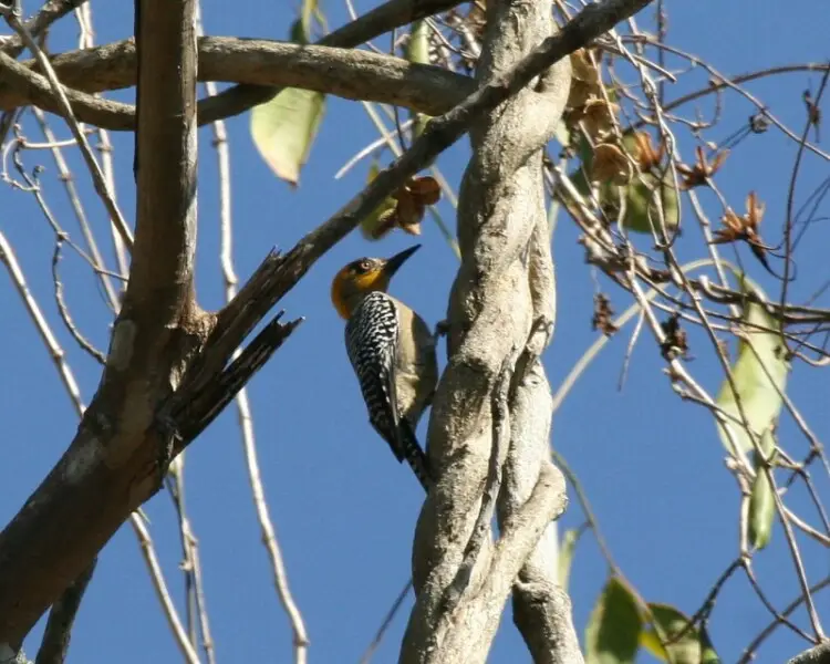 Golden-cheeked Woodpecker Melanerpes chrysogenys