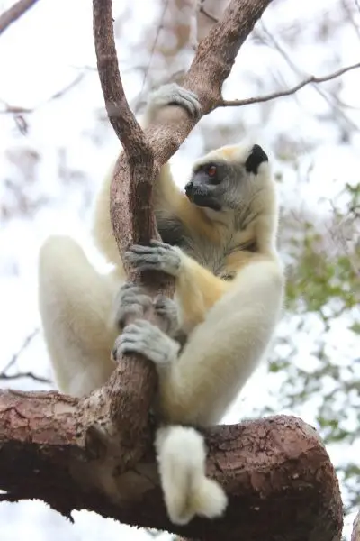 Golden-crowned sifaka